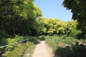 Ginko Biloba Trees