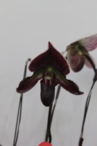 Slipper Orchid