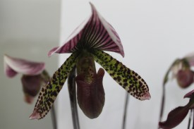 Paphiopedilum macabre