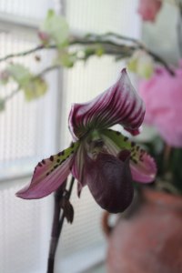 Paphiopedilum - slipper orchid