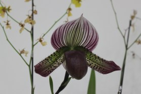 Slipper Orchid