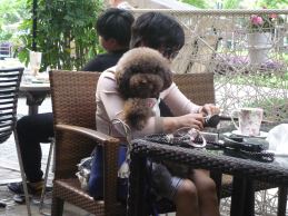 Poodle having his booties put on