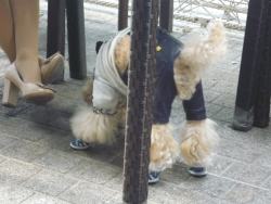 A dog coat Shanghai-style