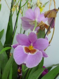 Miltoniopsis Jean Carlson