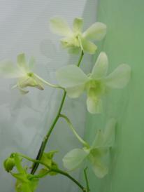Dendrobium orchid