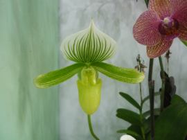 Paphiopedilum Claire de Lune