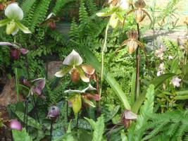 Paphiopedilum varieties