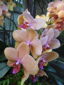 Doritaenopsis Sin-Yuan Golden Beauty