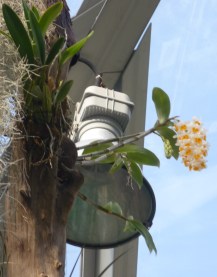 Dendrobium farmeri