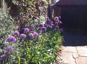 Alliums on the Drive at Fordwich