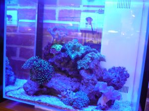 Corals Glowing Under UV Light