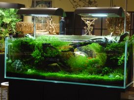 Lush Underwater Planting