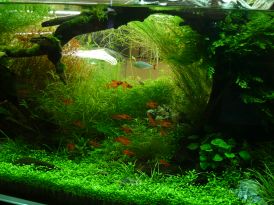 The fish look fantastic against this backdrop