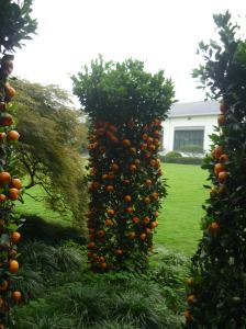 Trained Orange Trees