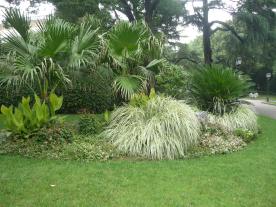 Palms and Grasses