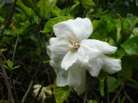 Gardenia Flower