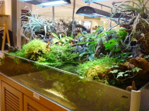 Plants Above and Below The Water Line