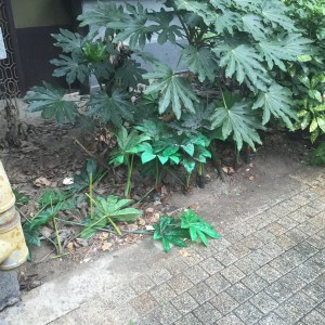 Fatsia Japonica infill