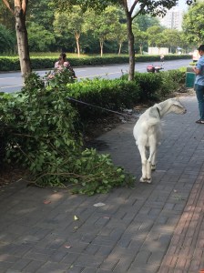 Goat on Guyang Lu